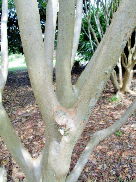 25 HOPI CREPE MYRTLE SEEDS – Lagerstroemia indica
