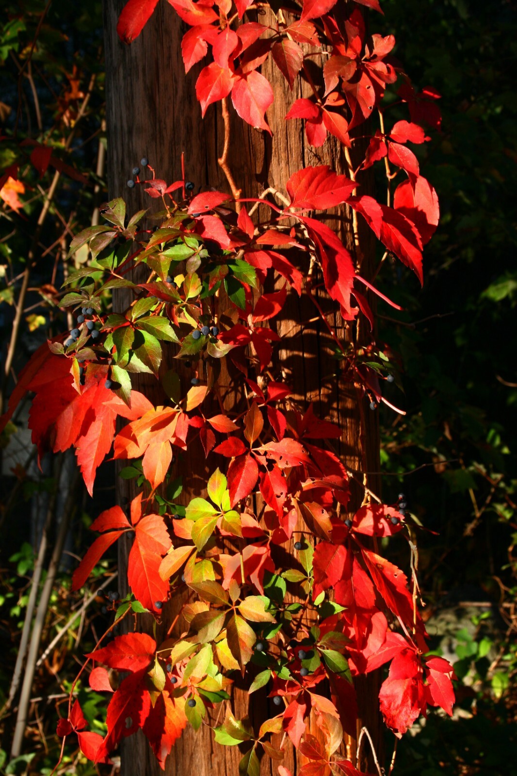 Virginia Creeper (Parthenocissus quinquefolia), 20 seeds