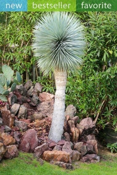 Beaked Yucca Tree Seeds for Planting (5 Seeds) – Yucca rostrata