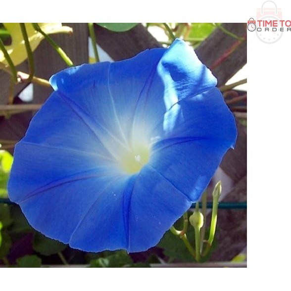 Morning Glory Seeds Blue White Climber GMO Free Perennial Full Sun 1500 Seeds