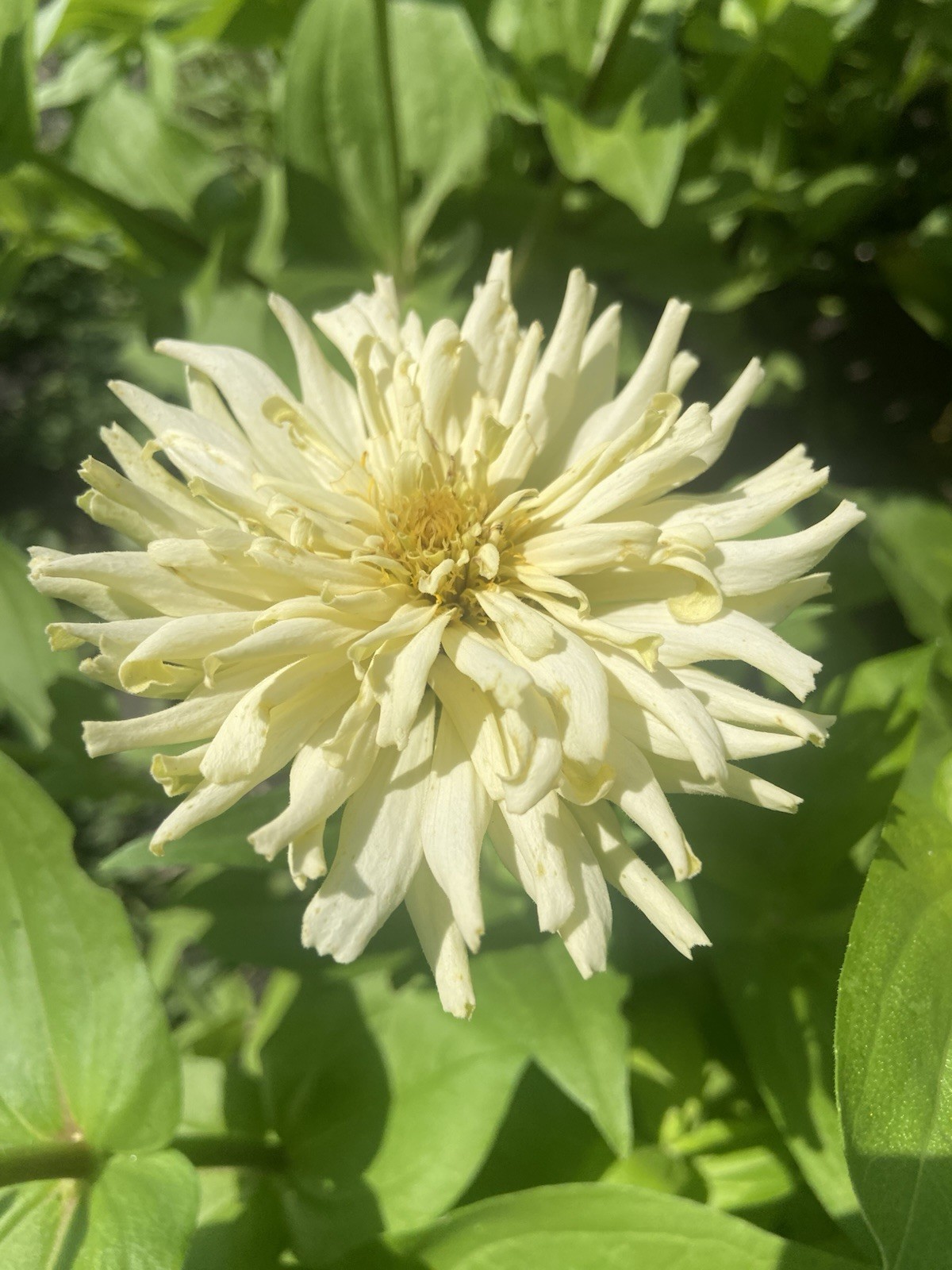 CACTUS ZINNIA – 30 Fresh Seeds – Mixed Colors – GORGEOUS Blooms!! FREE Shipping