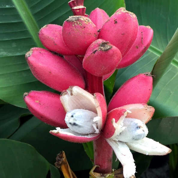 Pink Dwarf Banana Tree Fruit Plant Seeds (Musa velutina) Rare Fast Hardy-Zone 7b