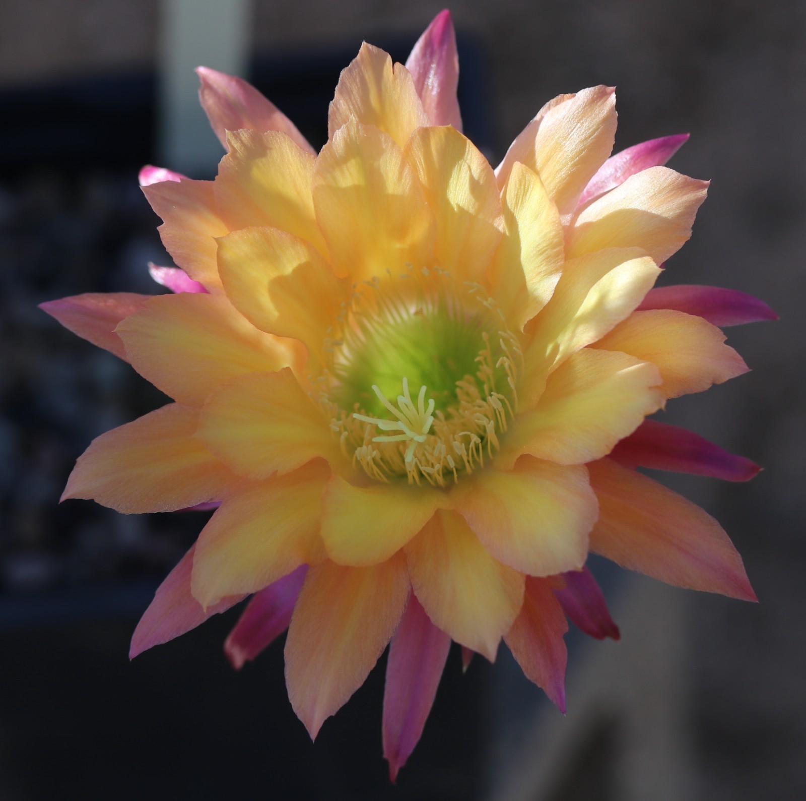 Tricho hybrid ‘Super Apricot’