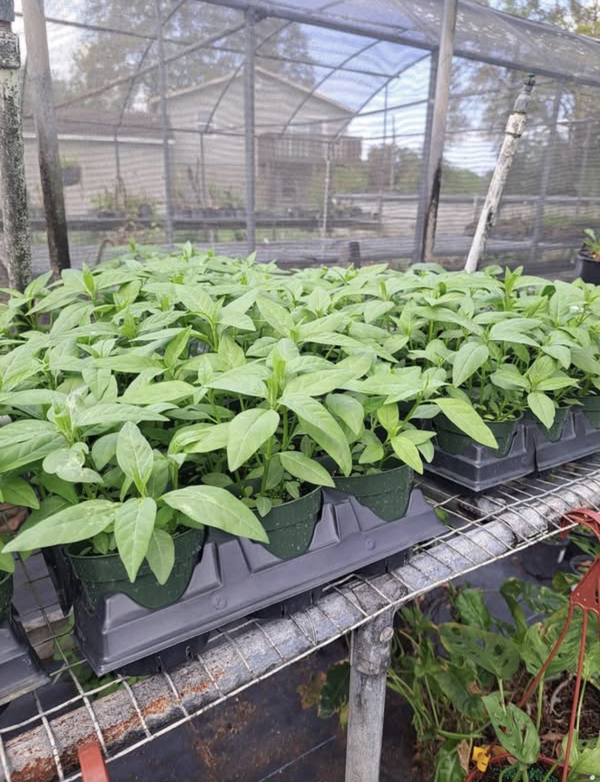 Set 2 Orange Milkweed Live Starter Plant – 3-8″ Tall – Monarch Butterfly Attract