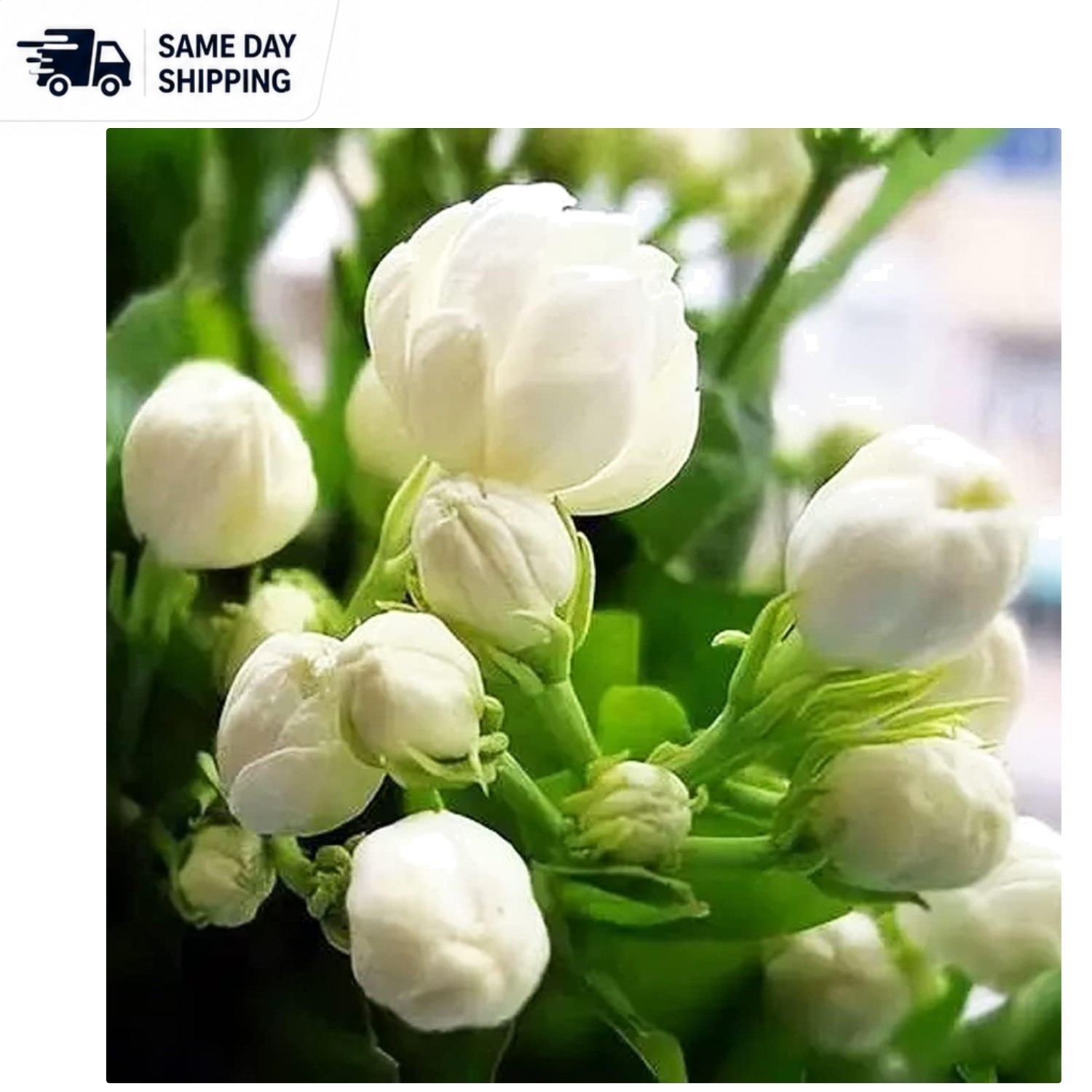 100+ Non-GMO Climbing Jasmine Flower Seeds – Fragrant Evergreen for Garden
