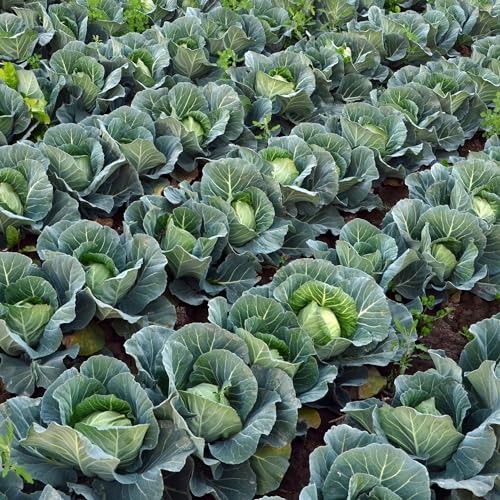 Golden Acre Cabbage Seeds, NON-GMO Free Shipping!