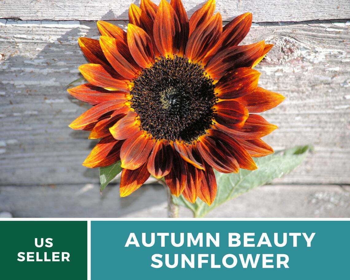 Sunflower, Autumn Beauty – 25 Seeds – Fall Colors – Medicinal/Culinary – NonGMO