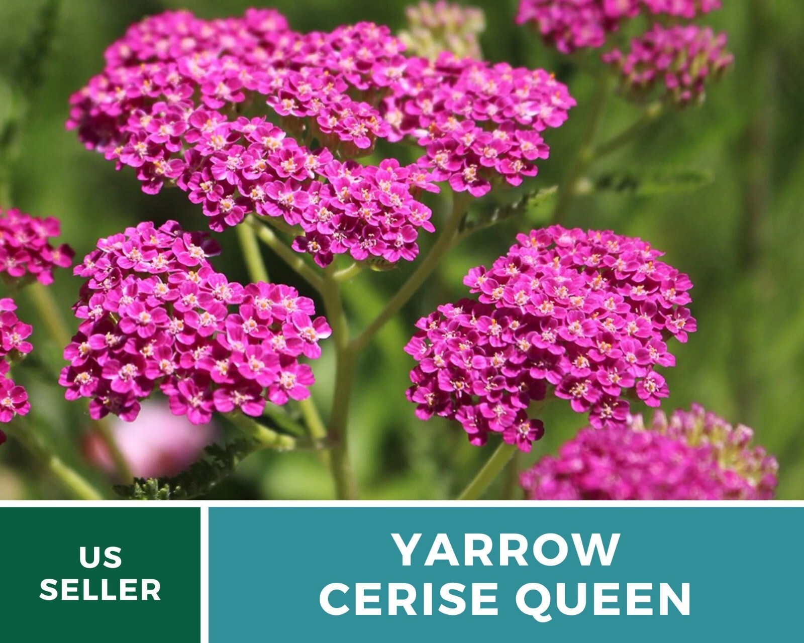 Yarrow, Cerise Queen – Heirloom Seeds – Medicinal Herb – Pollinator Friendly
