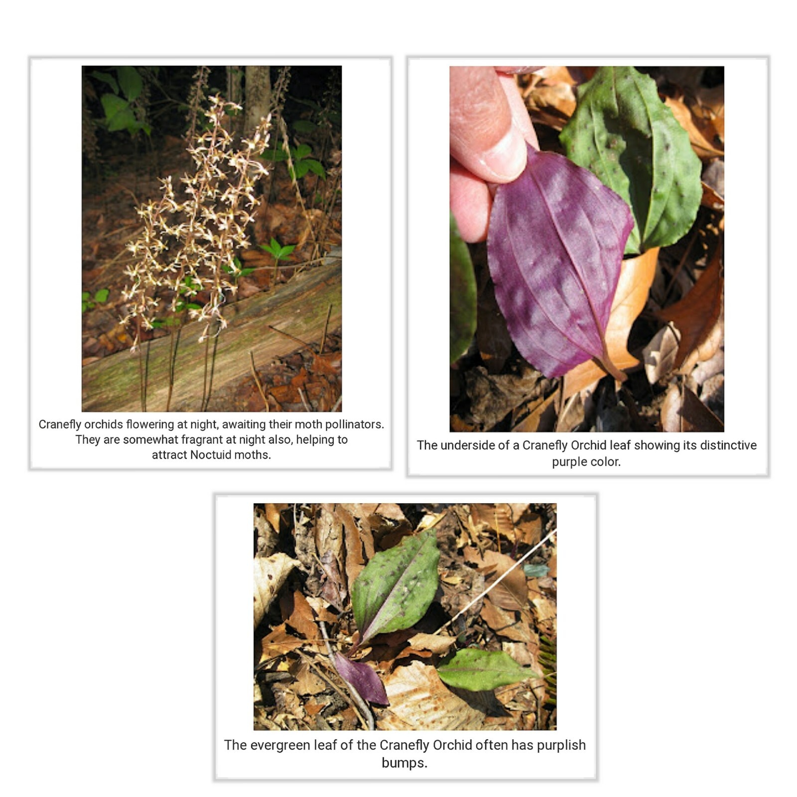 10 Blooming Size Cranefly Orchid (Tipularia discolor) Corms/Bulbs