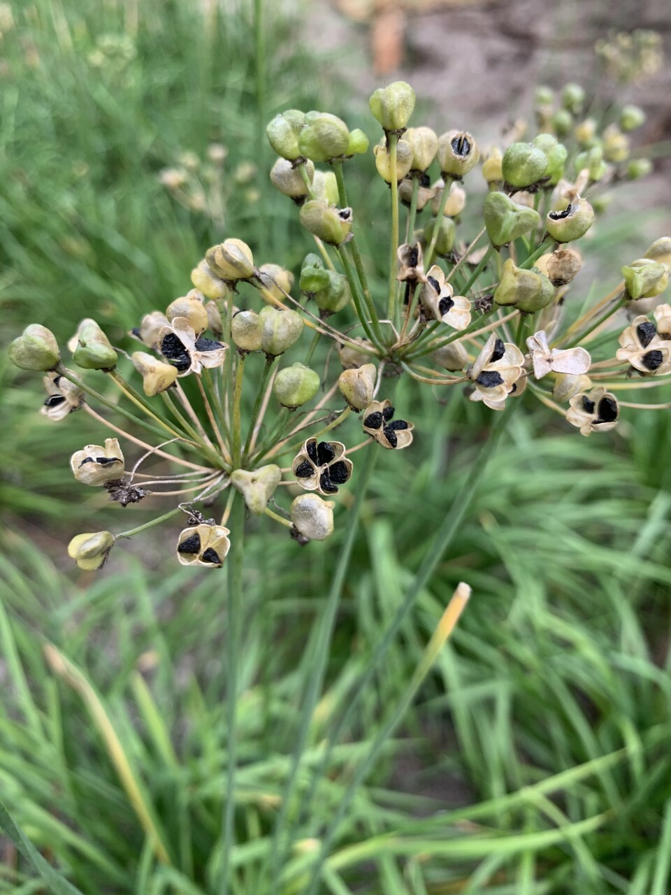 500 Garlic Chives Seeds | NON-GMO |2023 FALL Fresh Garden Seeds 韭菜种子