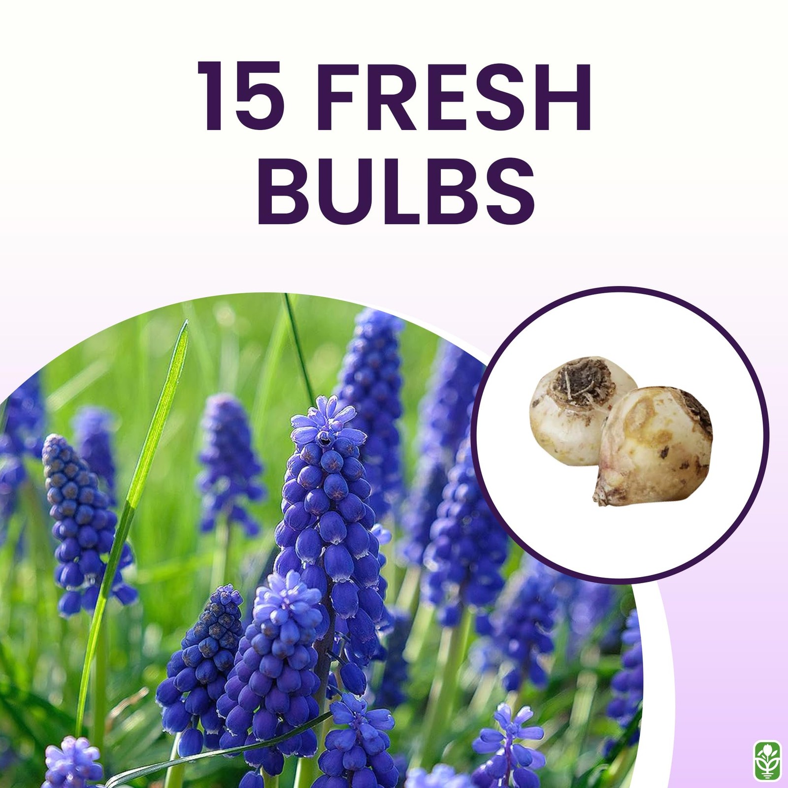 15 Grape Hyacinth Bulbs, Muscari Armeniacum, 6-8 Tall, Spring Planting, Indoor