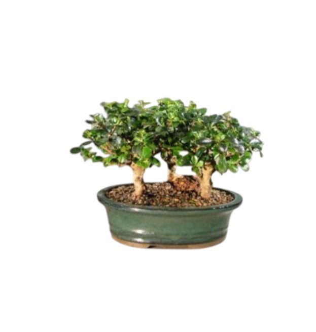 Flowering Fukien Tea Bonsai Tree Forest Group Of Three Trees Ehretia Microphylla