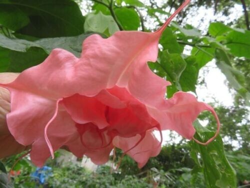 10 Ahavah Angel Trumpet Seeds Flowers Seed Brugmansia Datura 622 USA SELLER