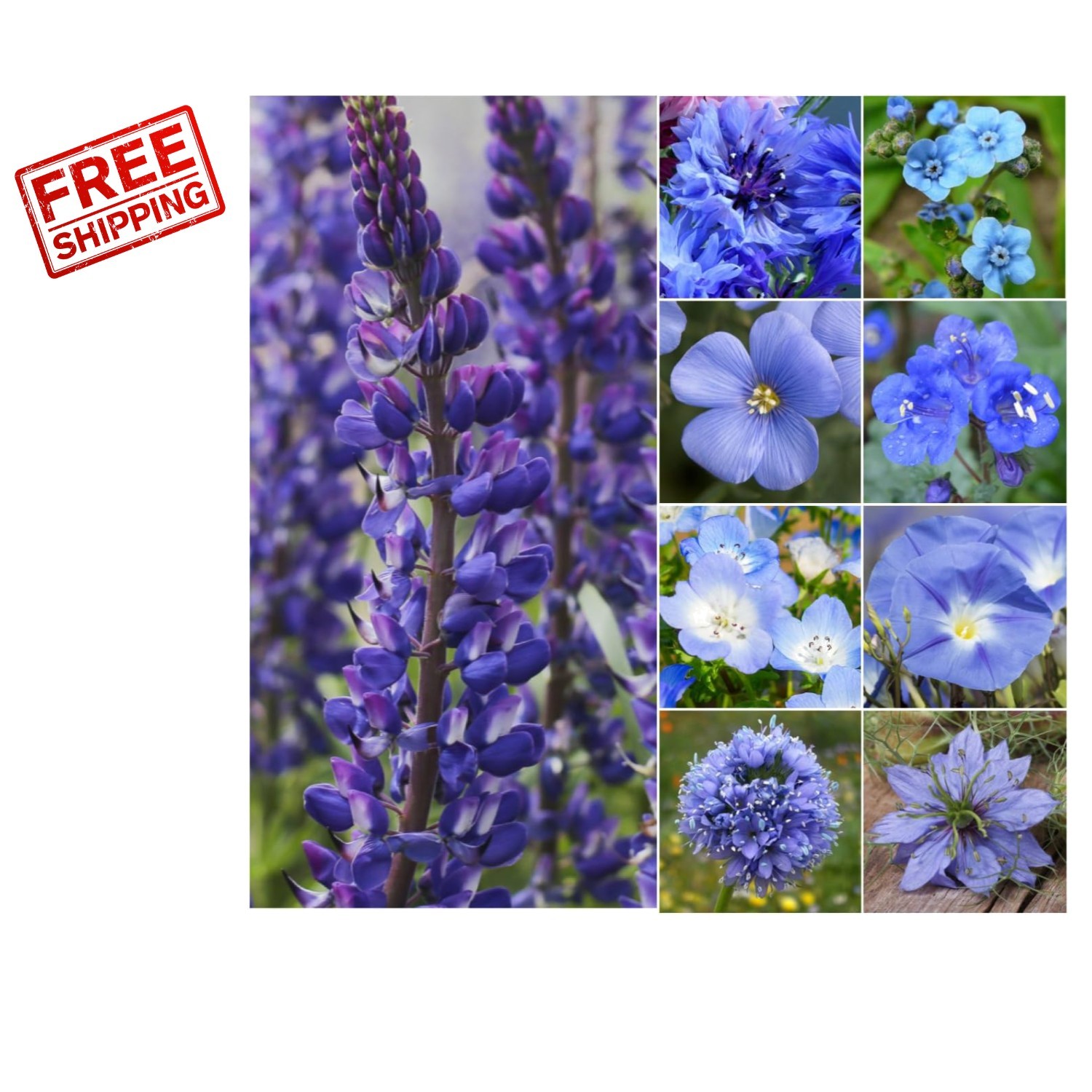 GMO-Free Dazzling Blue Wildflower Seeds Package – 30,000+ Seeds, Full Sun Plants