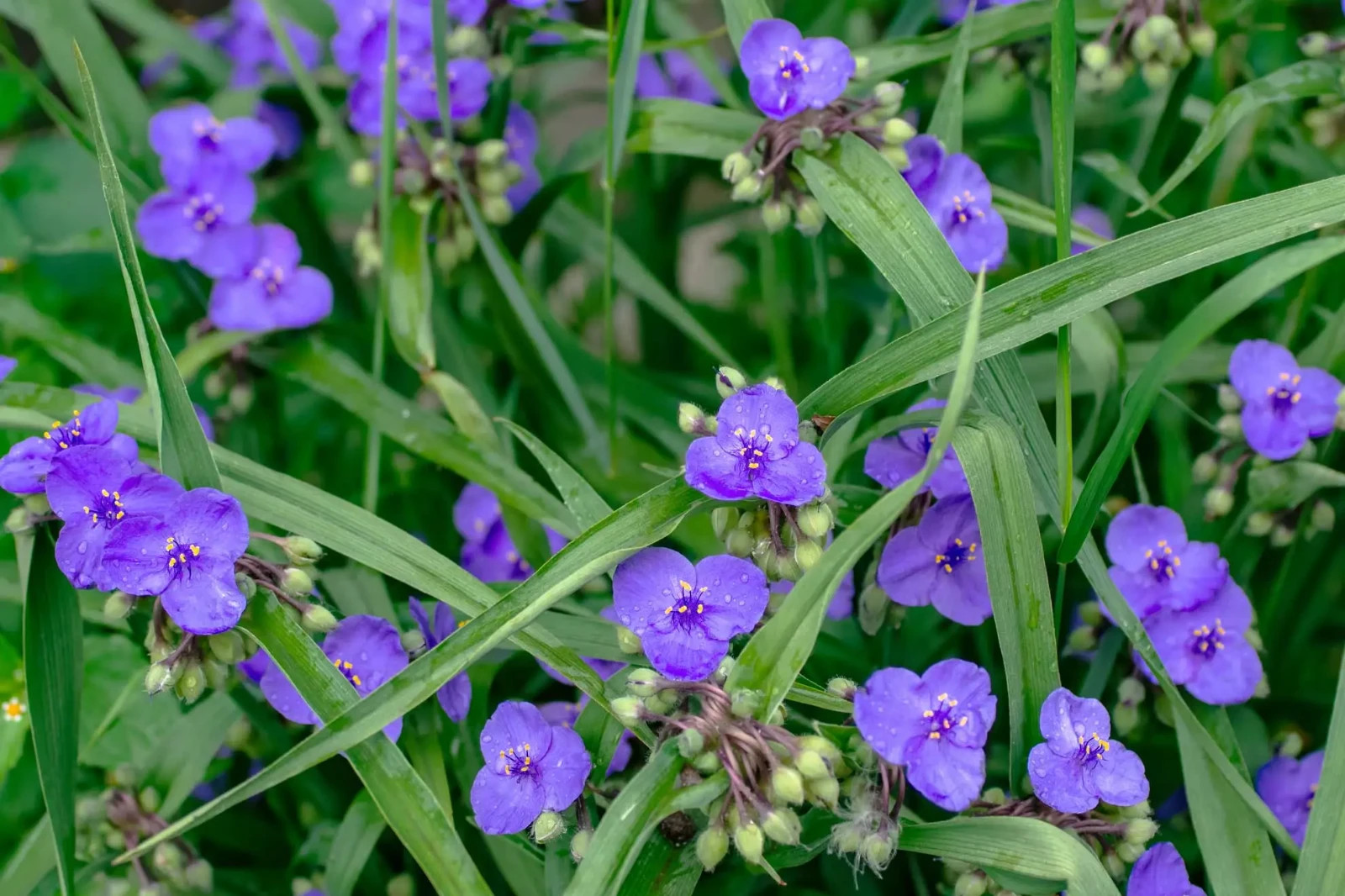 15+ Blue Ohio Spidewart plants bearoot with soil perennial blooms all summer