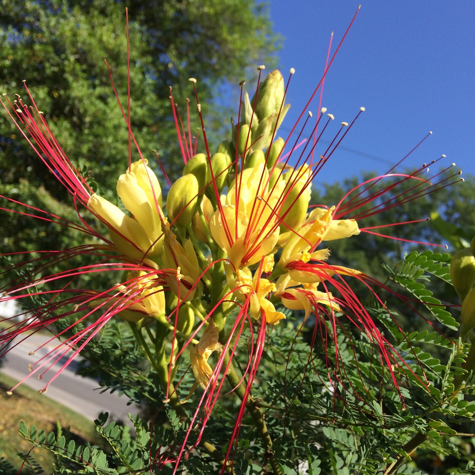 Caesalpinia gilliesii Bird of Paradise Shrub 10 seeds