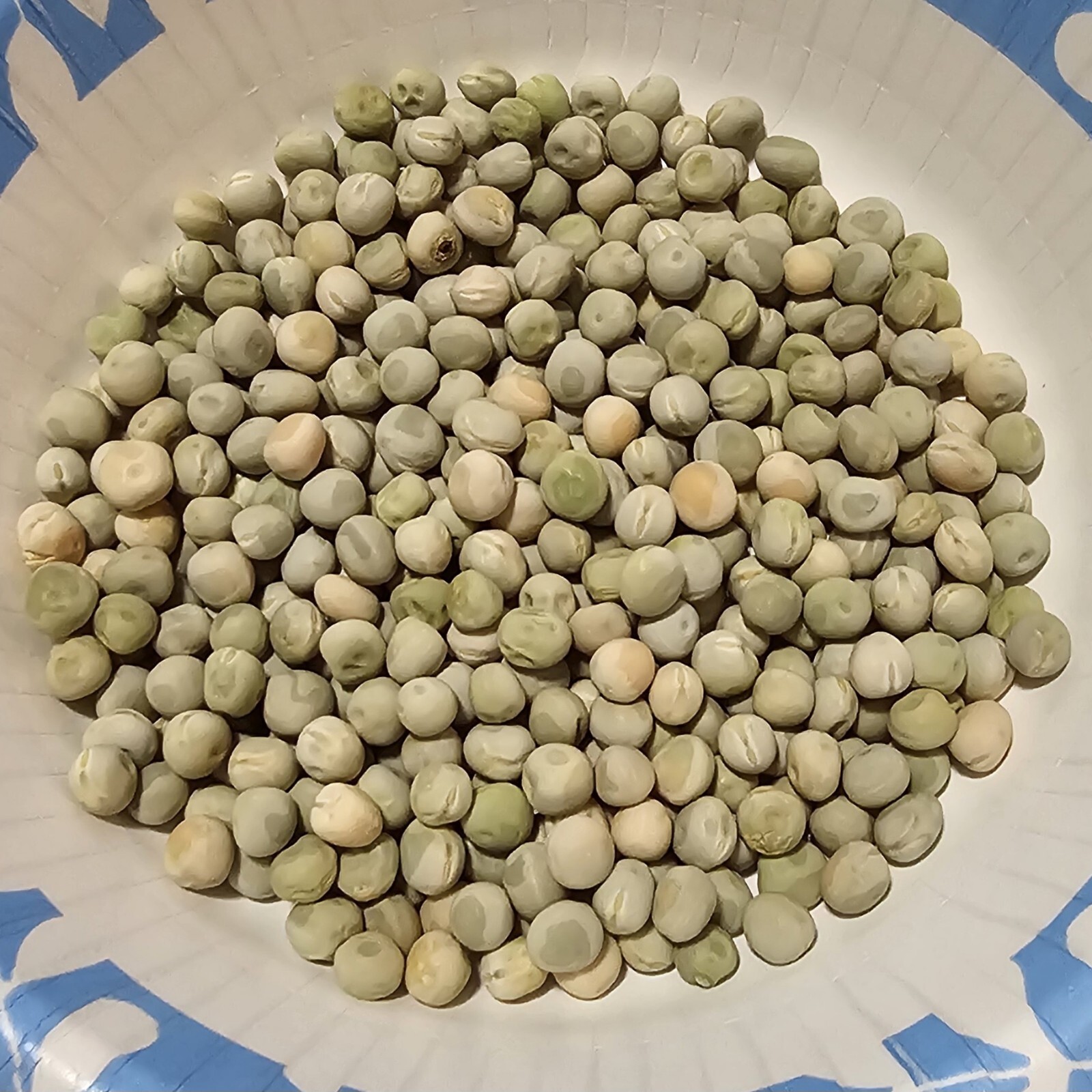 1/4 Lb. (400 or more) Oregon Sugar Pod Sweet Snow Pea Seed