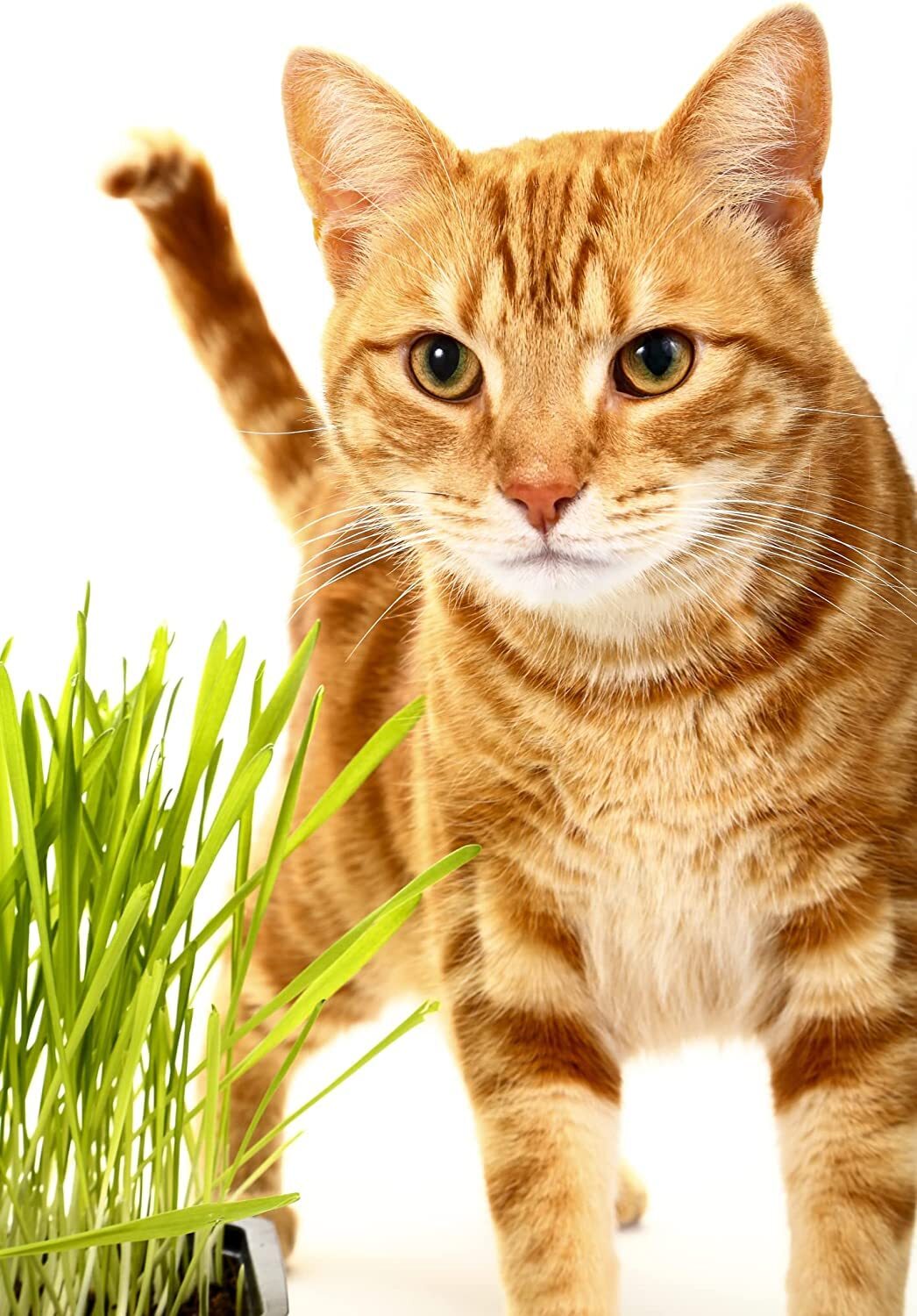 Catgrass Seeds for Sprouting – Hard Red Winter Wheat, Non-GMO, High Germination