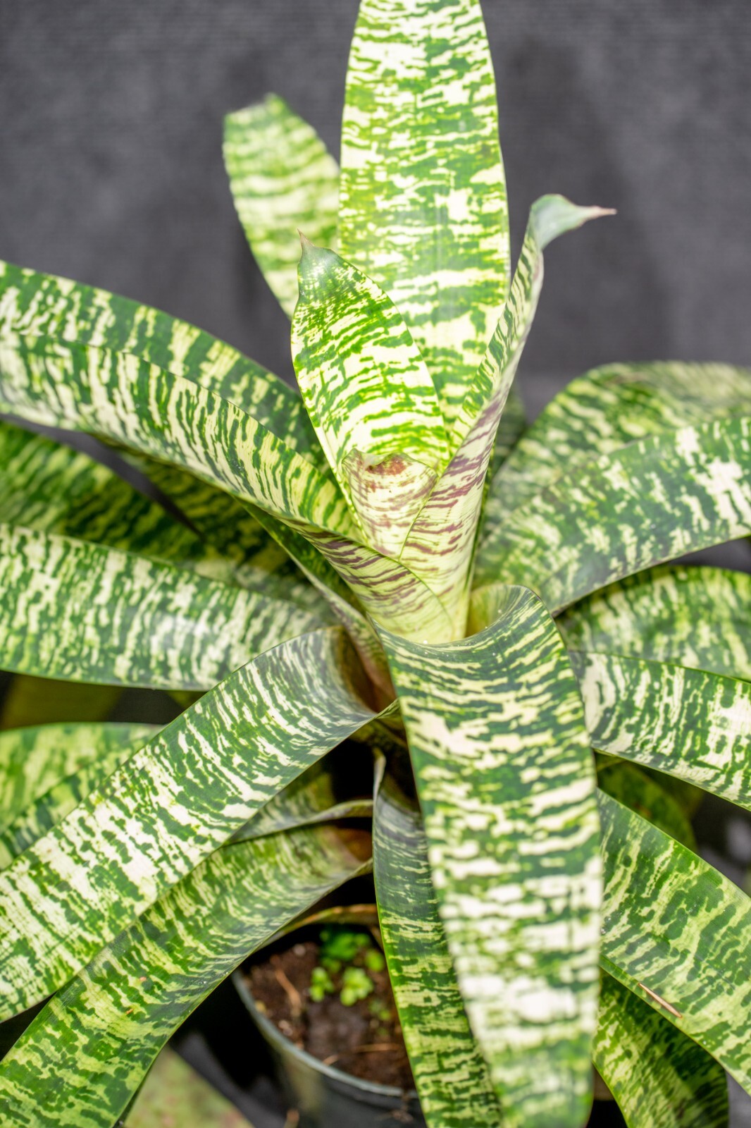 Bromelia – Vriesea Ospinae Gruberii Ice – Live plant