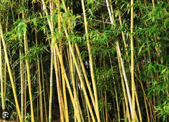50 Golden Bamboo Seeds | Fast Growing | Cold Hardy | Privacy | USA Seller