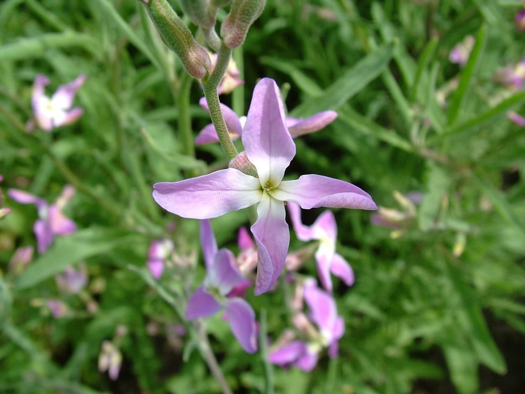 Evening Scented Stock (Matthiola bicornis). 500 Seeds. Free Shipping!