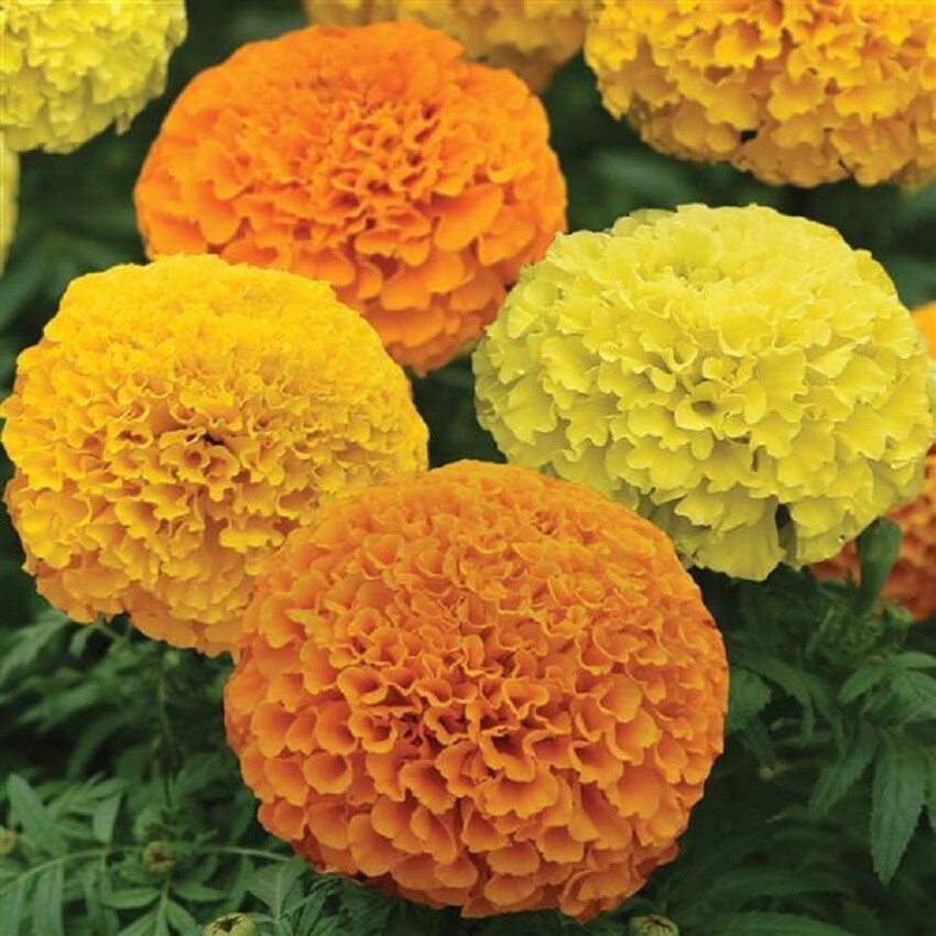 Marigold Seeds 25 Seeds Marigold Marvel II Mix African Marigold Seeds F1