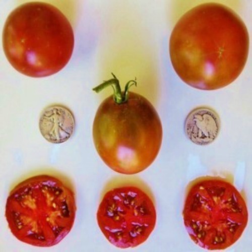Black Prince – Delicious Slicer – +25 Seeds – Buy any 3 or more items, 20% off!