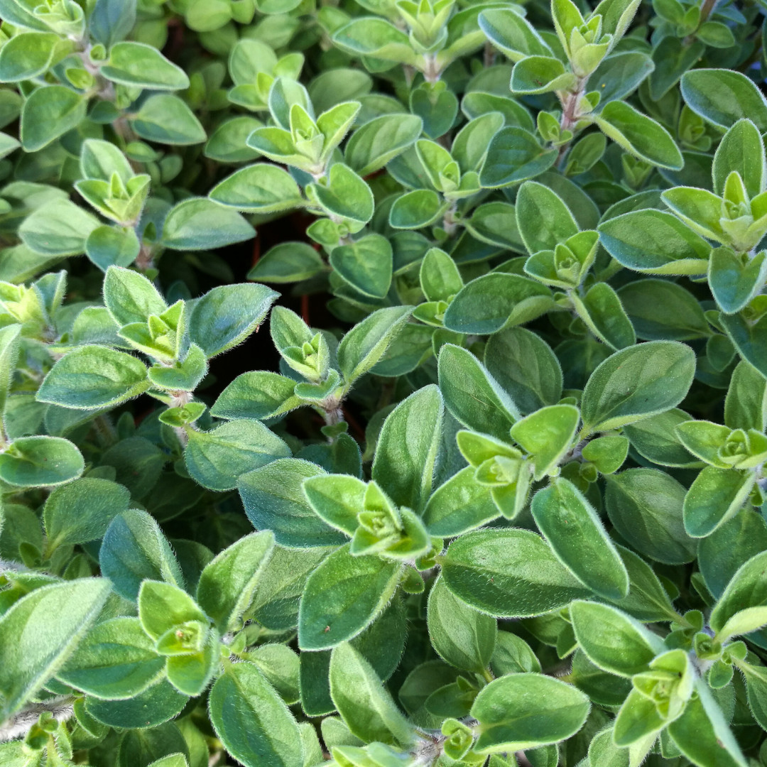 Fresh Sweet Marjoram Seeds | Cooking | Gardening | Heirloom Non-GMO | Herb Seeds