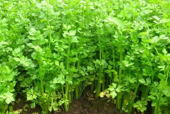 Asian Chinese Celery Seeds Khan Chou Cool Weather Herb | Non-GMO | USA Free S/H