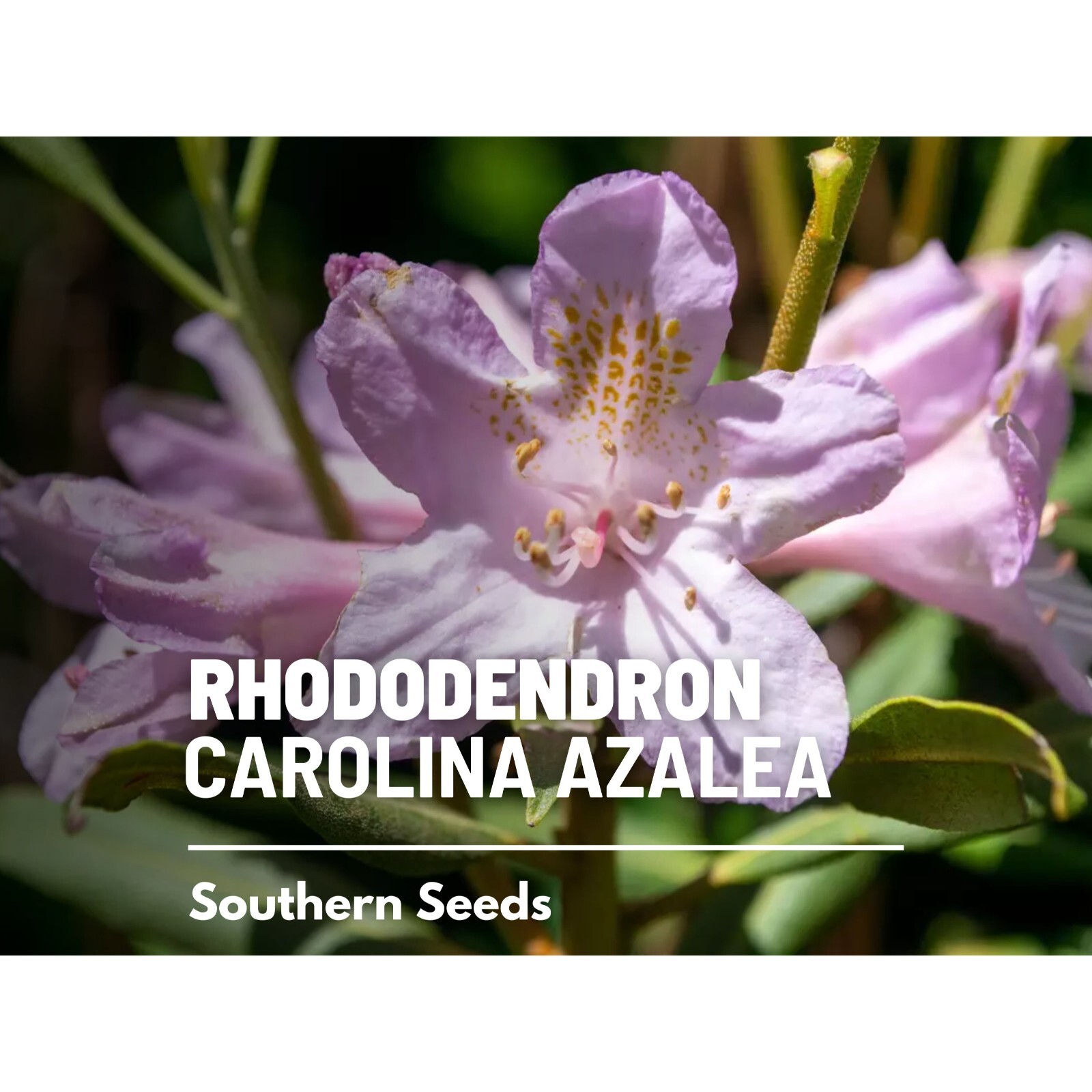 Rhododendron, Carolina Azalea (Pink Purple) – 100 seeds – Heirloom Flowering Sh