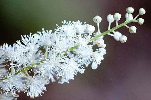 5 Black Cohosh Bulbs/Roots – Black Snakeroot, American Bugbane, Fairy Candles