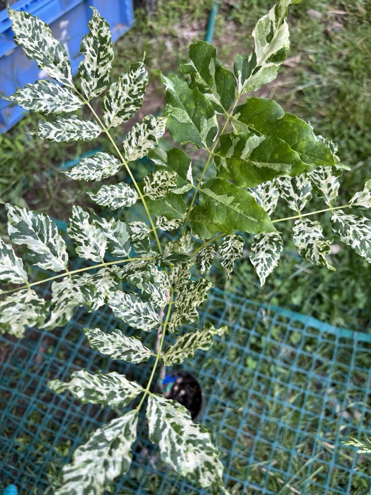 Mon Nishiki Japanese Variegated Wisteria. sent with roots wrapped in wet