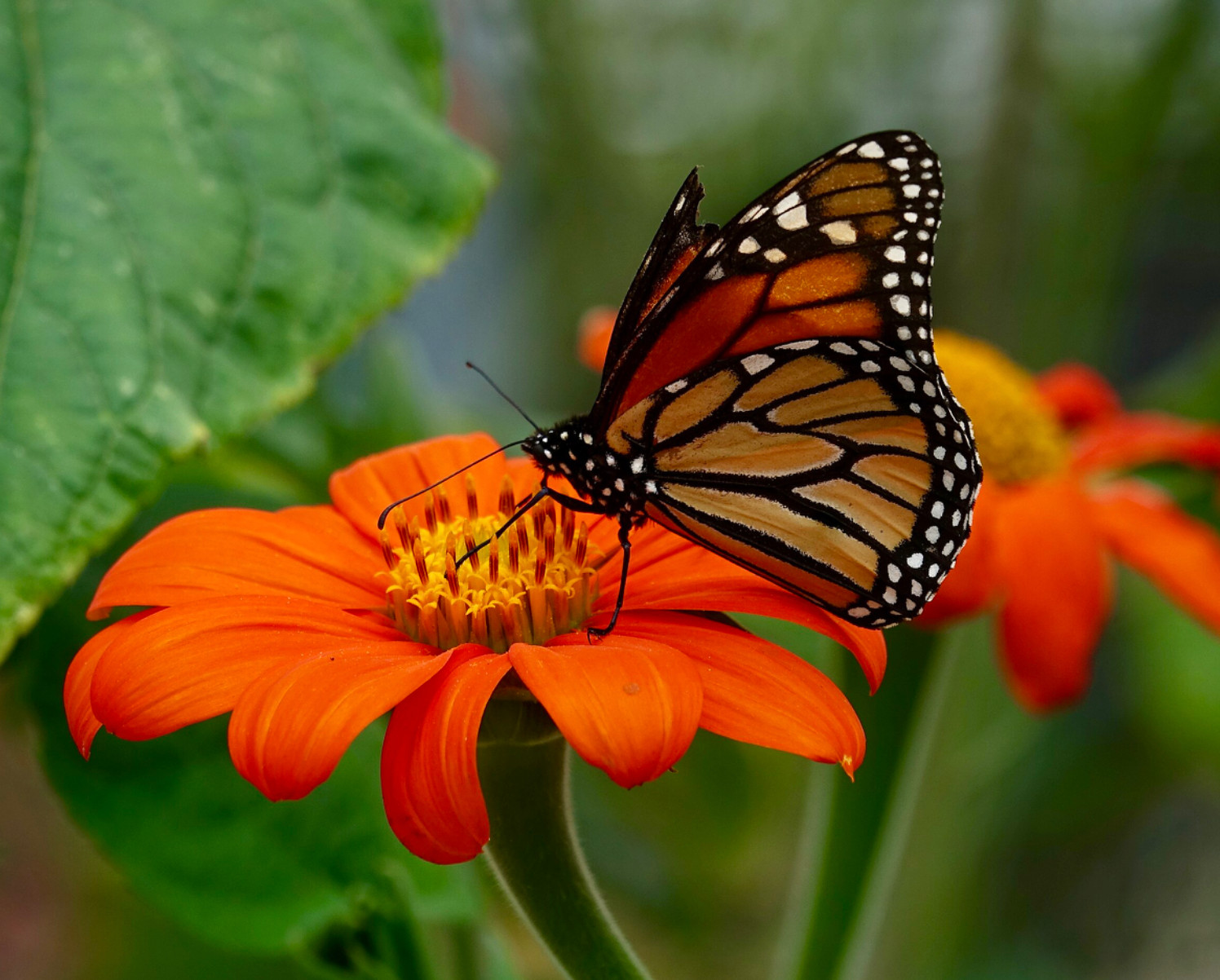 200+ MEXICAN SUNFLOWER SEEDS Loved by Bees Butterflies Hummingbirds – Heirloom!