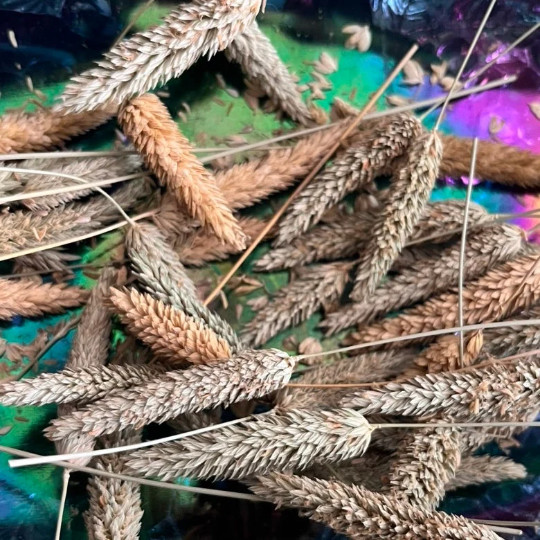 5g+ Phalaris aquatica seeds in chaff – Seedhead Chaff with Lots of Seeds