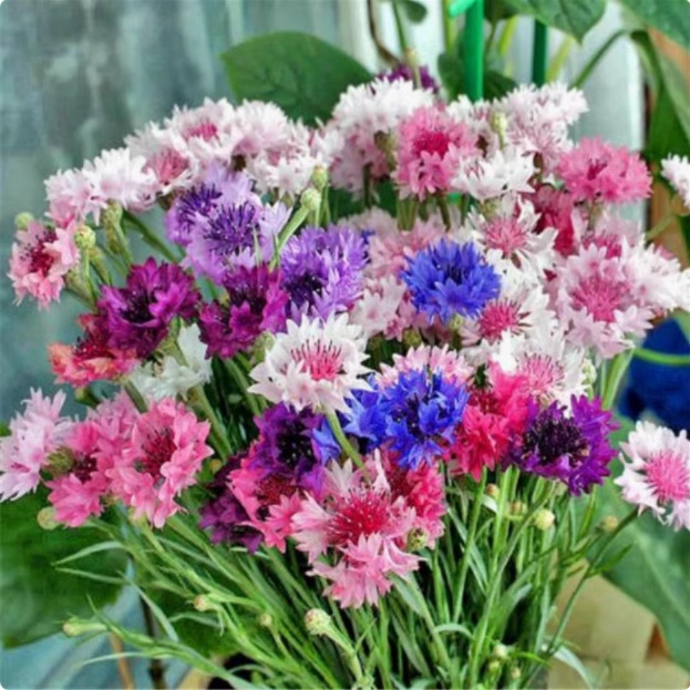 Bachelor Button Cornflower Mixed Seeds | NON-GMO | Heirloom | Fresh Garden Seeds