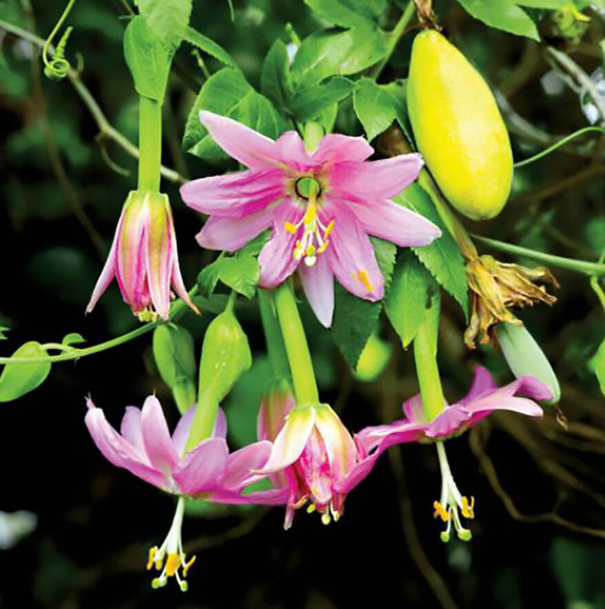 Banana Passion Fruit, Passiflora mollisima, Vine Seeds (Fast Edible, Evergreen)