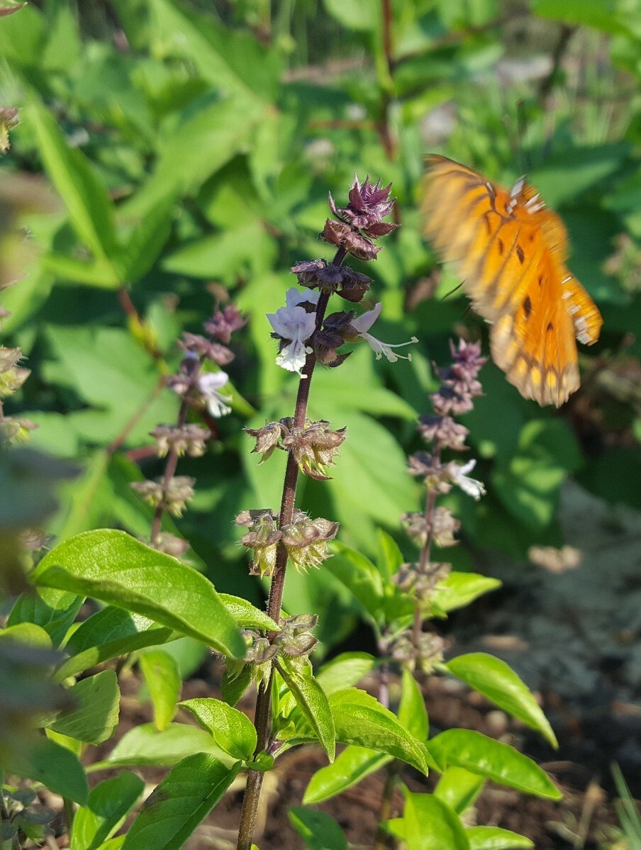 Thai Basil | 25+ Seeds | Ocimum Thyrsiflora | Licorice | Florida Grown Herb