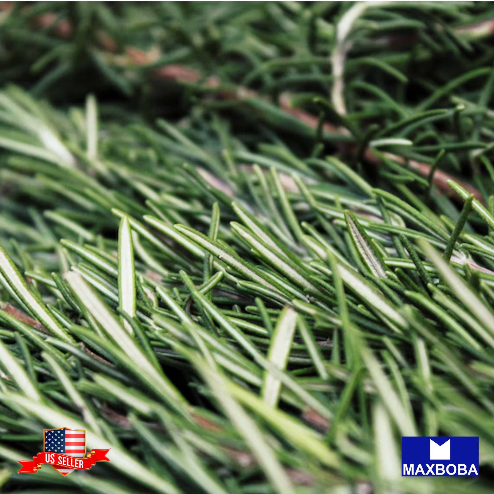 25+ Rosemary Herb Seeds Non-GMO Heirloom BTGO 75% OFF