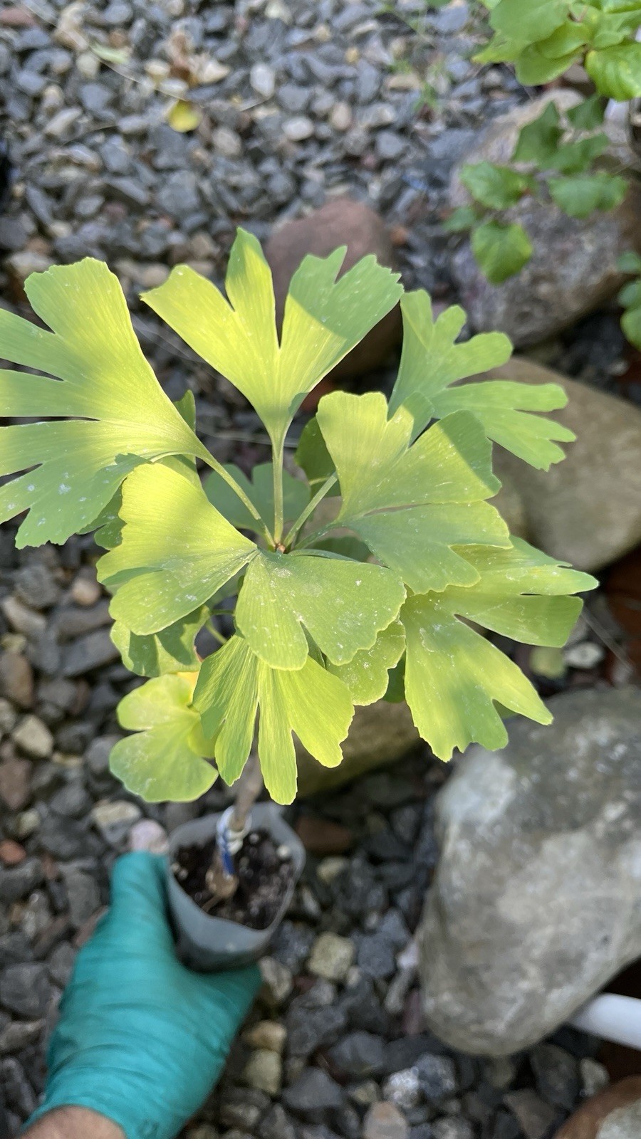 Ginkgo biloba ‘Saratoga’, male, grafted tree 1 year old