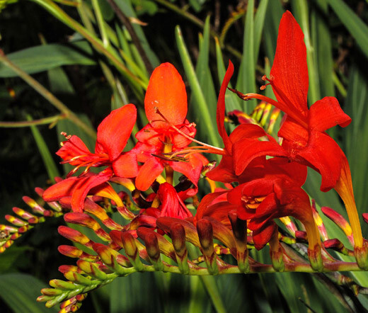 Crocosmia Zigzag Crocosmia Paniculata Hybrida – 50 Bulk Seeds