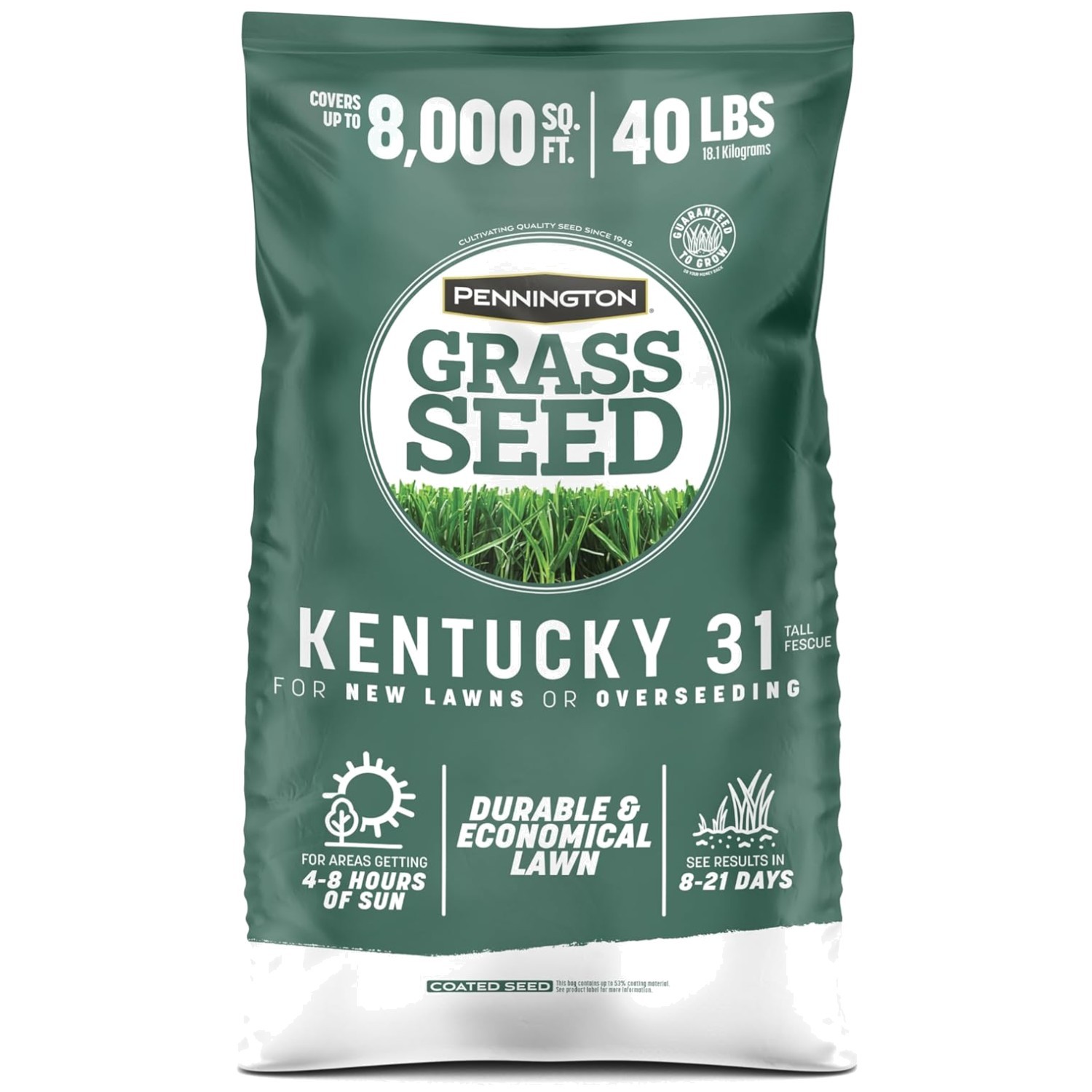 Kentucky 31 Tall Fescue – Heat-Tolerant Variety