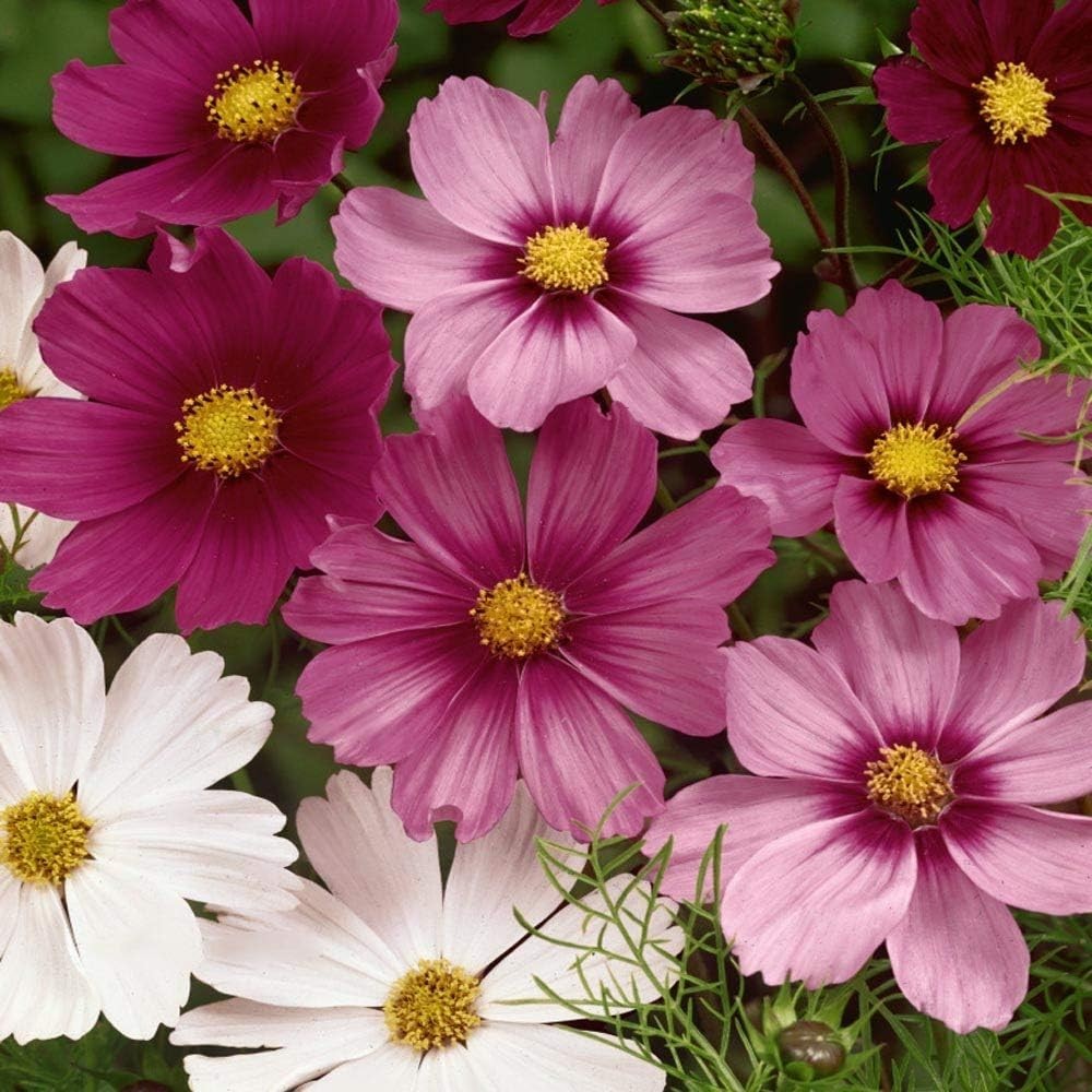 Sensation Mix Cosmos Bipinnatus Seeds – 1000pcs for Vibrant Pollinator Gardens