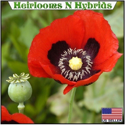 5,000+ Perennial Prince of Orange Papaver Oriental Poppy Seeds For Planting Rare