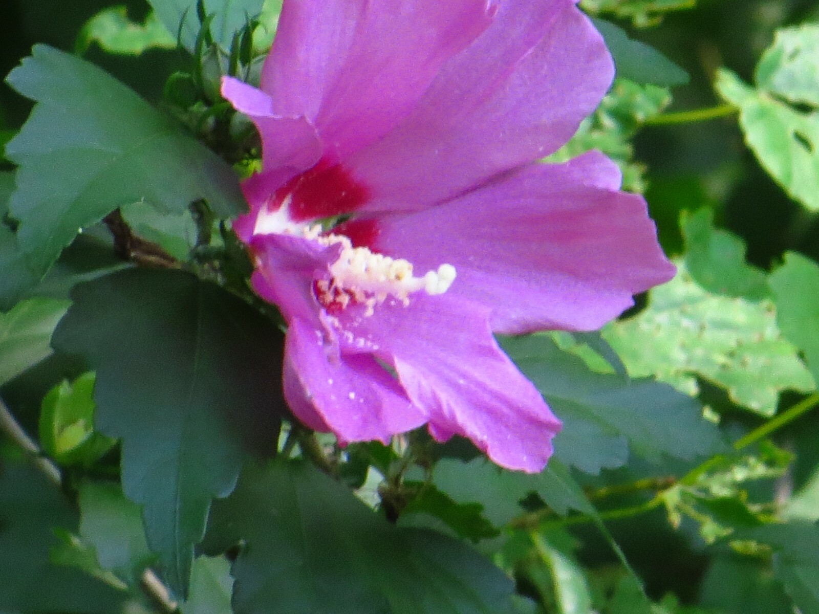 50+Purple Rose Of Sharon(Hibiscus syriacus/Aphrodite Althea/hardy hibiscus)Seeds
