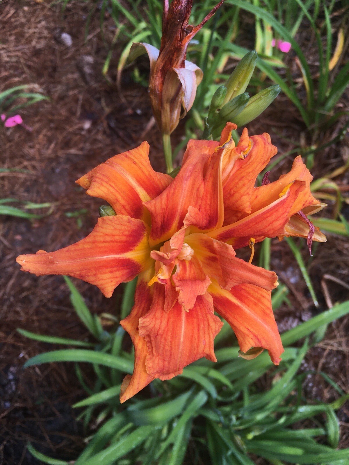 20 MIXED COLORS DAYLILY Mix Red Purple Flower Seeds FREE SHIP