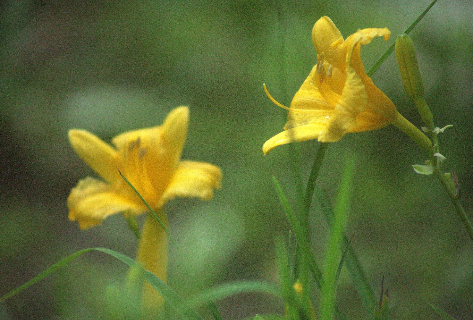 Daylily “Stella D ‘ Oro/Perennial/Rebloomer/Zone 3-9 /1 Root/Golden Yellow