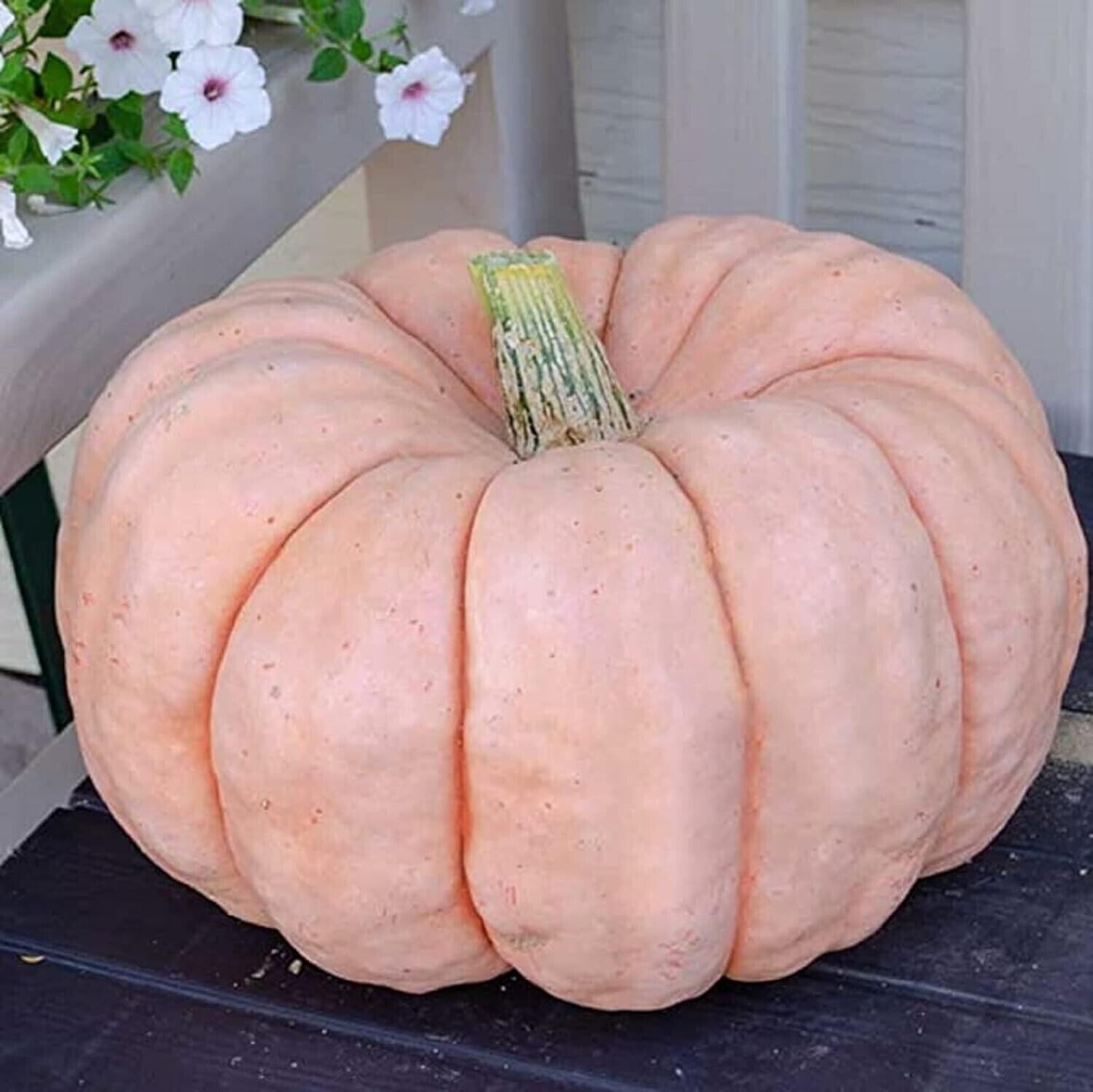 Pink Princess Porcelain Doll Pumpkin Seeds | Non-GMO | Size:5-50 | USA