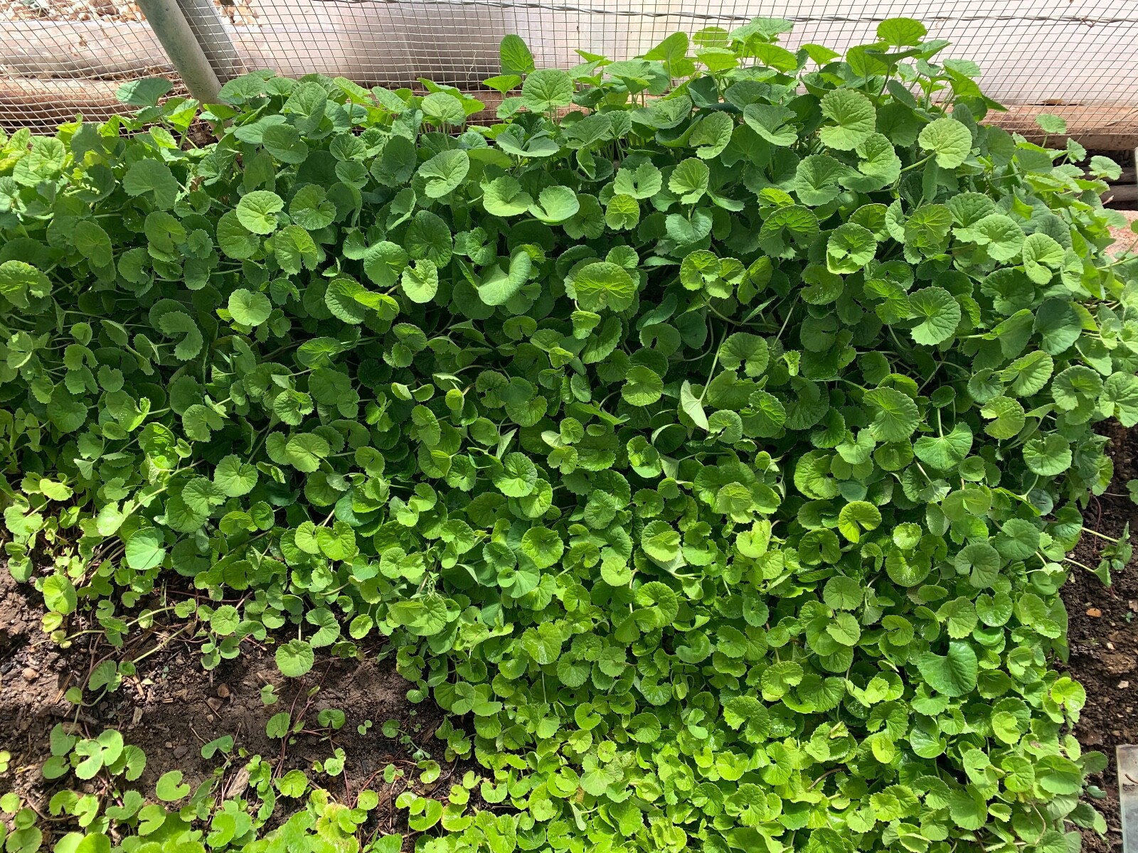 5 Plants get 15 plants free,Bare Root Pennywort ( Việt Nam Rau Má )