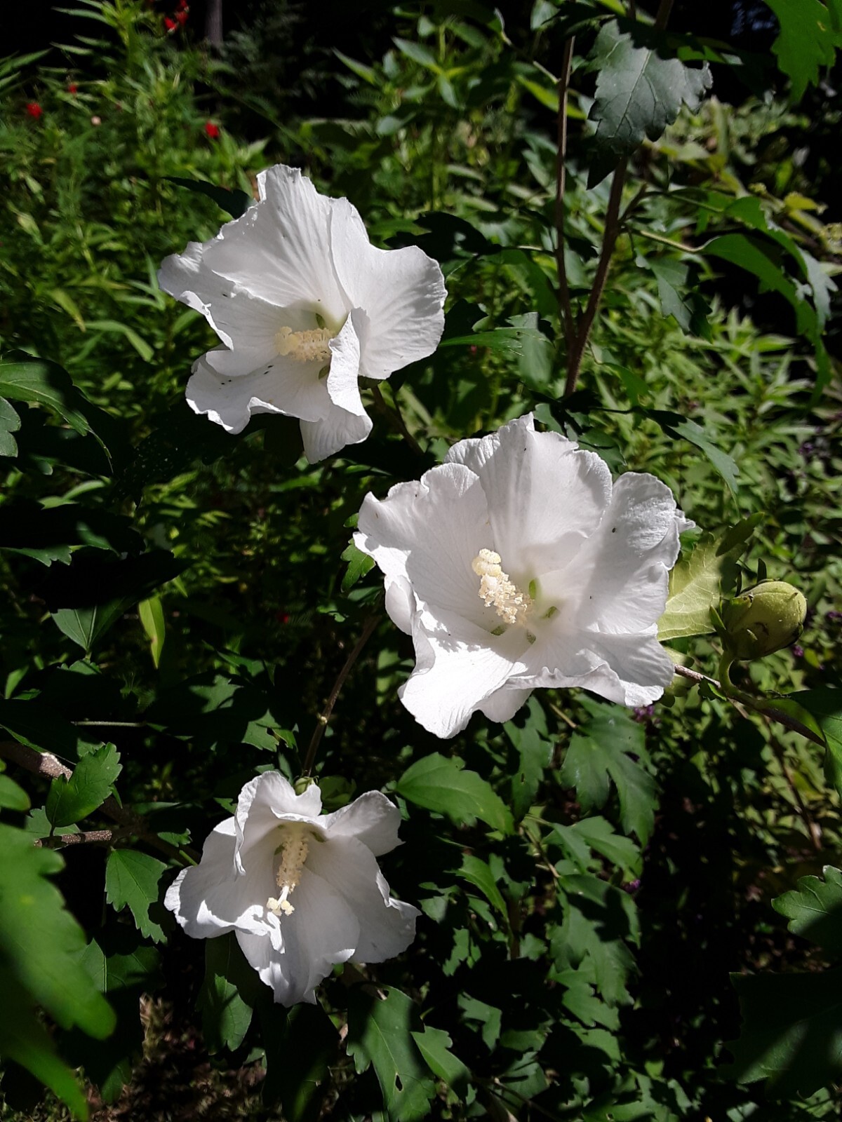 50+White Rose of Sharon Seeds(Hibiscus syriacus/Aphrodite Althea/hardy hibiscus)