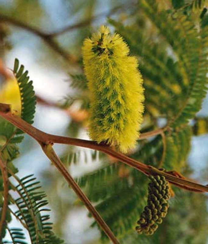 Albizia distachya | lophantha | Plume | Silk Tree | 5 Seeds